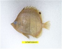 藏品(尖嘴蝴蝶魚)的圖片